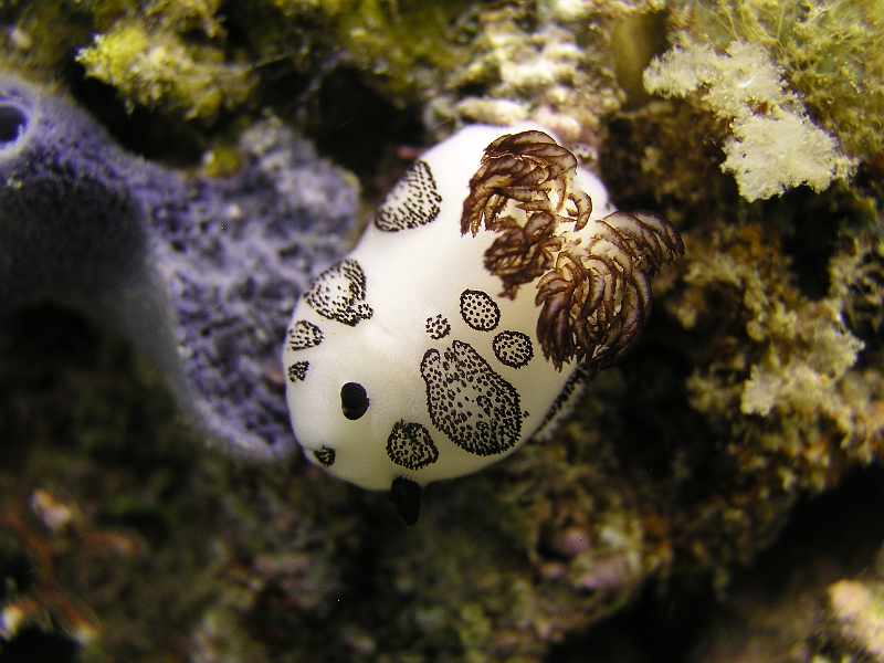 Trauer Sternschnecke.JPG